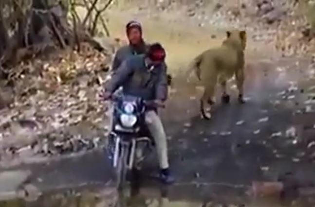 CLIP: Đụng độ 2 người đàn ông đi xe máy, con sư tử làm ra hành động gây 'sốc'