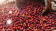 Giá nông sản ngày 23/5/2025: Cà phê phục hồi nhẹ, hồ tiêu duy trì ổn định ở mức cao