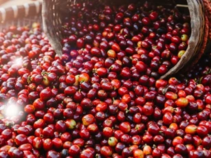 Giá nông sản ngày 23/5/2025: Cà phê phục hồi nhẹ, hồ tiêu duy trì ổn định ở mức cao
