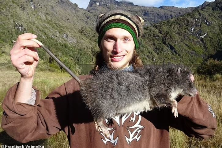 Phát hiện loài chuột khổng lồ dài tới 85cm, nặng gần 2kg trên núi cao Papua New Guinea