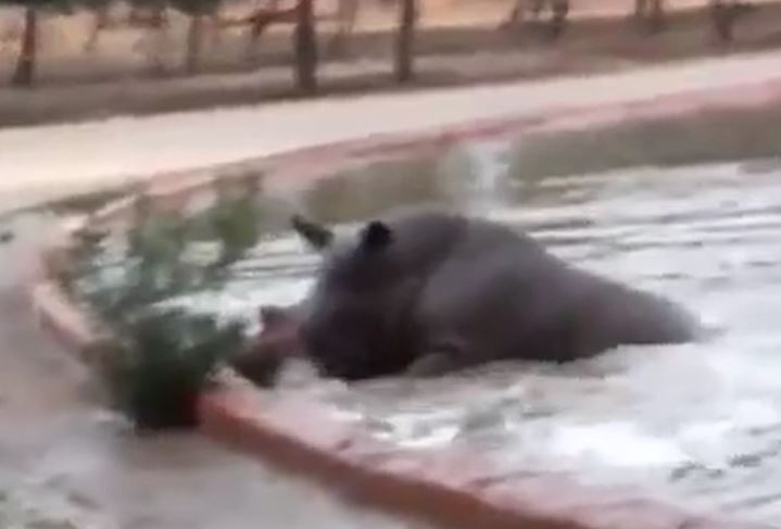 CLIP: Hà mã bất ngờ ra tay nghĩa hiệp cứu tê giác mắc kẹt dưới hồ nước