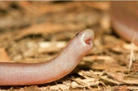 Rắn mù – “chú rắn tí hon” nhỏ nhất thế giới, thường bị nhầm là giun đất