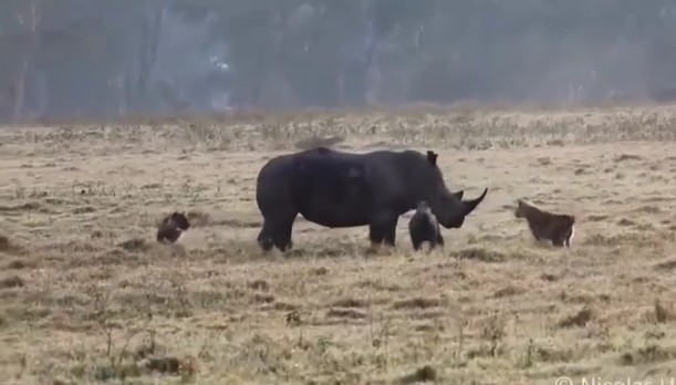 CLIP: Tê giác mẹ dũng cảm nghênh chiến cặp linh cẩu liều lĩnh bảo vệ con non