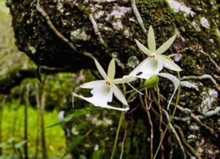 Loài hoa lan 'ma' đắt nhất thế giới: Giá hơn 50 tỷ, có ở Trung Quốc!