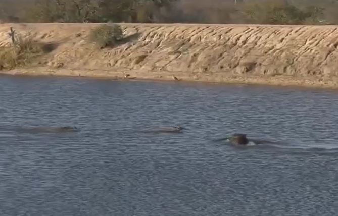 CLIP: Hà mã hóa 'người hùng', vội vàng giải cứu linh dương khỏi cá sấu nhưng cái kết mới 'sốc'