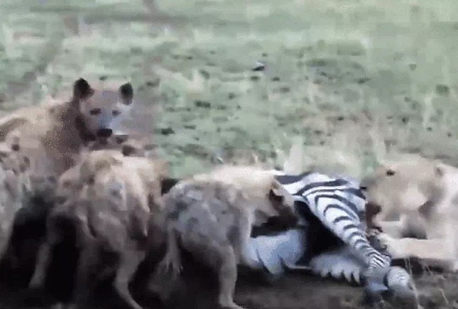 CLIP: Sư tử vất vả hạ gục ngựa vằn, đàn linh cẩu kéo đến “chia phần”