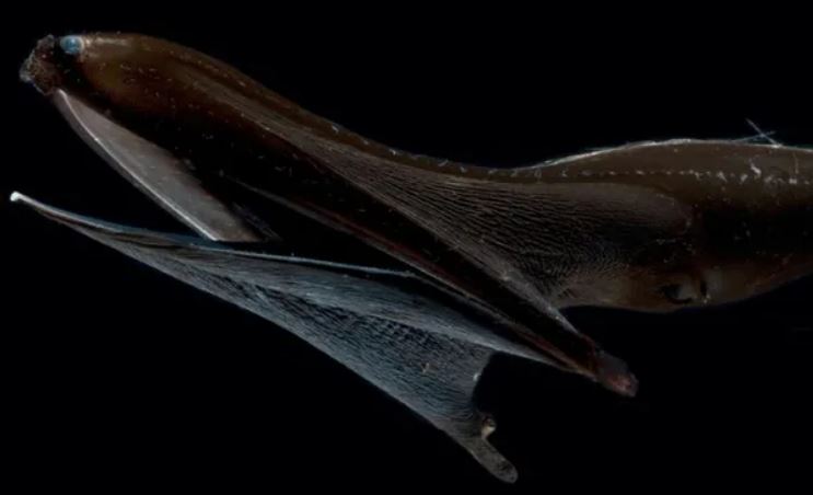 Lươn bồ nông: “Quái vật” vùng biển sâu với chiếc miệng khổng lồ nuốt trọn con mồi lớn hơn chính nó