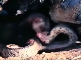 CLIP: Rắn nước liều lĩnh chui vào hang chồn để săn mồi và cái kết