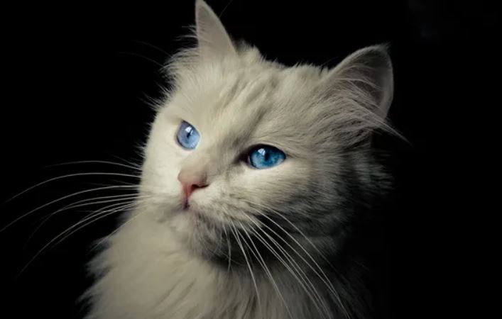 Mèo nhà không hề “dễ dãi”: Chúng có thể được thuần hóa muộn hơn nhiều so với chúng ta từng nghĩ