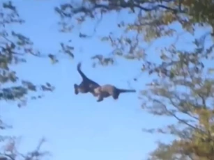 CLIP: Báo đói liều mình săn sóc, nhận cái kết đau đớn