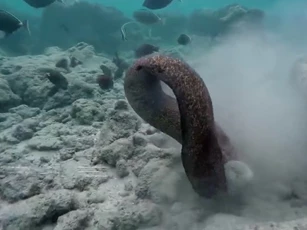 CLIP: Cá chình moray đối đầu bạch tuộc, thợ lặn cũng không thoát nạn