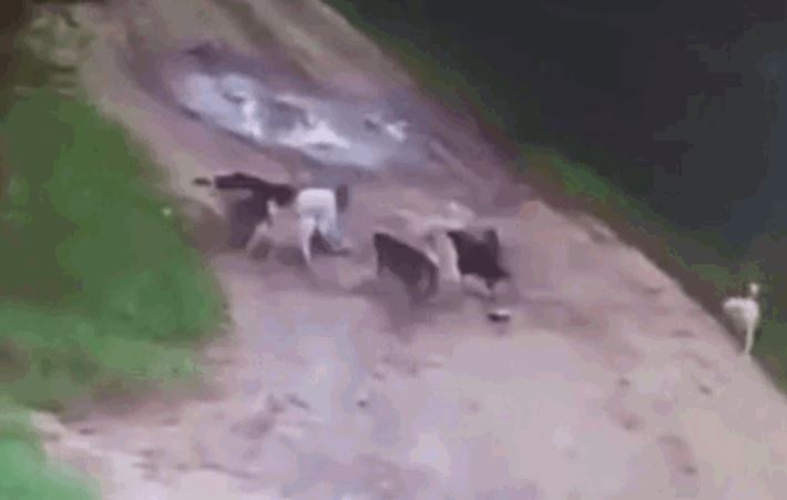 CLIP: Say rượu đi ngang đàn chó hoang mình từng nhiều lần cho ăn, người đàn ông bị tấn công đến tử vong