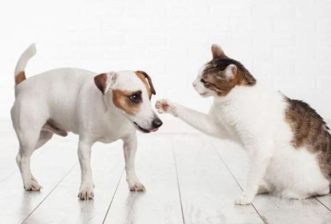 Tại sao chó và mèo thường ghét nhau?