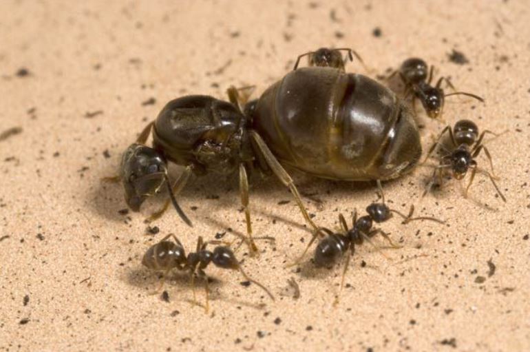 Bí ẩn vì sao kiến chúa sống thọ hơn kiến thợ dù sinh sản liên tục: Lời giải bất ngờ từ tín hiệu insulin