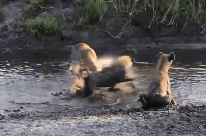 CLIP: Chủ động húc linh cẩu, linh dương phải trả giá bằng cả tính mạng