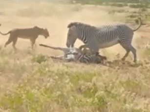 CLIP: Sai lầm của ngựa vằn mẹ khiến con non trở thành mồi ngon cho sư tử
