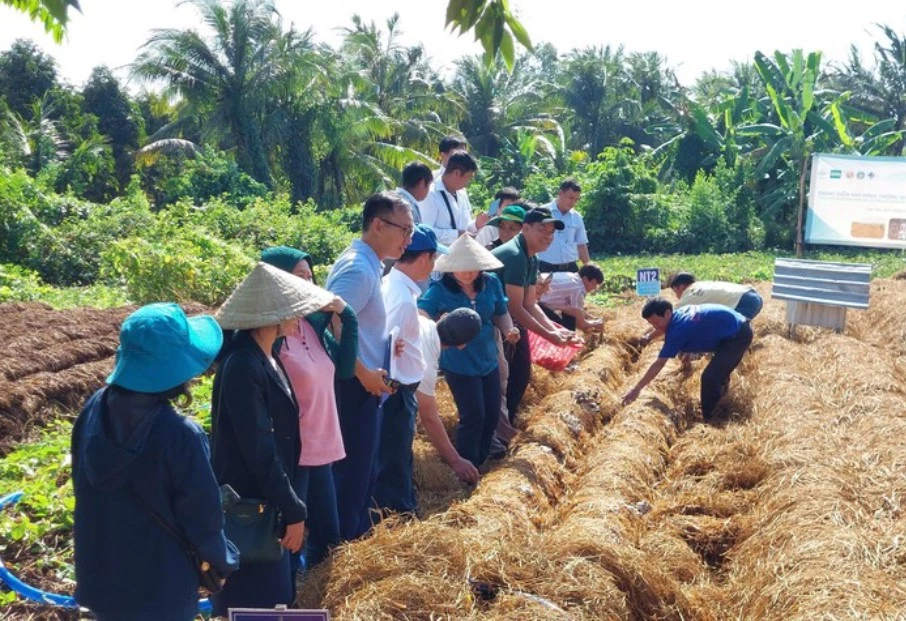 Trồng nấm rơm cho hiệu quả kinh tế cao tại HTX Green Farm, quận Thốt Nốt, Cần Thơ - Ảnh: VGP/LS Trồng nấm rơm cho hiệu quả kinh tế cao tại HTX Green Farm, quận Thốt Nốt, Cần Thơ - Ảnh: VGP/LS