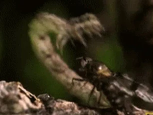 CLIP: Rợn người với màn săn mồi của loài sâu bướm ăn thịt