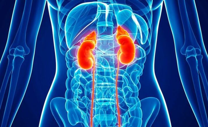 Vì sao con người có hai quả thận nhưng vẫn sống khỏe chỉ với một? Nếu có một quả thì sống được bao lâu?