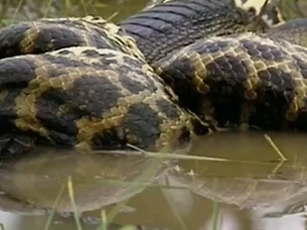 CLIP: Trăn khổng lồ siết chết cá sấu Caiman sau pha phục kích ngoạn mục