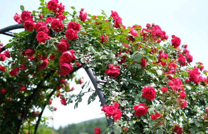 Bí quyết trồng hoa hồng tại nhà, hoa nở to, đẹp rực rỡ