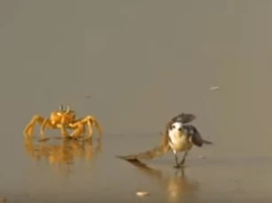 CLIP: Chim biển gãy cánh bị bầy còng biển truy sát và xé xác dã man