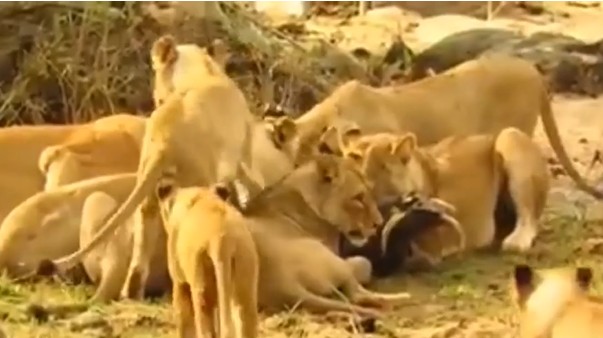 CLIP: Lợn bướu bị xé xác vì liều lĩnh "thách thức" sư tử