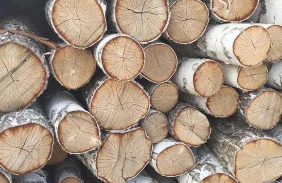 Loại gỗ có tuổi thọ 300-350 năm, cứng nhất thế giới, gấp đôi thép và đạn cũng không thể xuyên thủng được