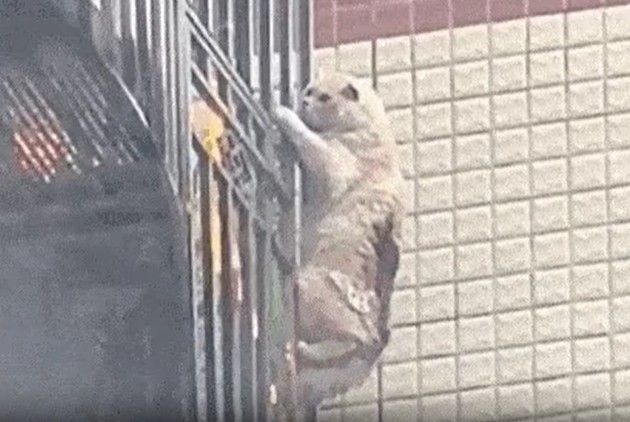 CLIP: Mèo thông minh thoát hiểm ngoạn mục bằng cách bám lan can tầng 4 giữa vụ cháy lớn