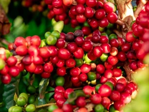 Giá nông sản ngày 26/5/2025: Cà phê và hồ tiêu duy trì ổn định