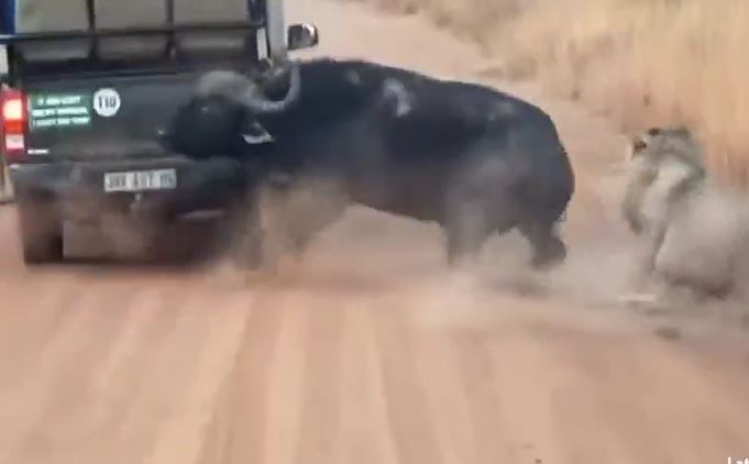 CLIP: Bị sư tử truy sát, trâu rừng nổi điên húc nổ lốp xe ô tô của du khách để dọa kẻ đi săn rồi chạy thoát thân