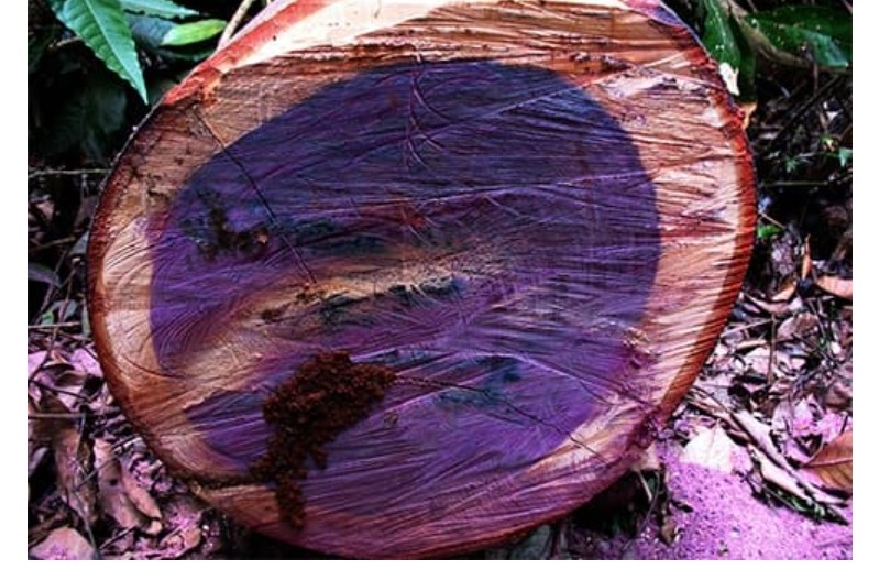 Việt Nam sỡ hữu một trong 5 loại gỗ quý nhất hành tinh, giá hơn 2 tỷ đồng/kg