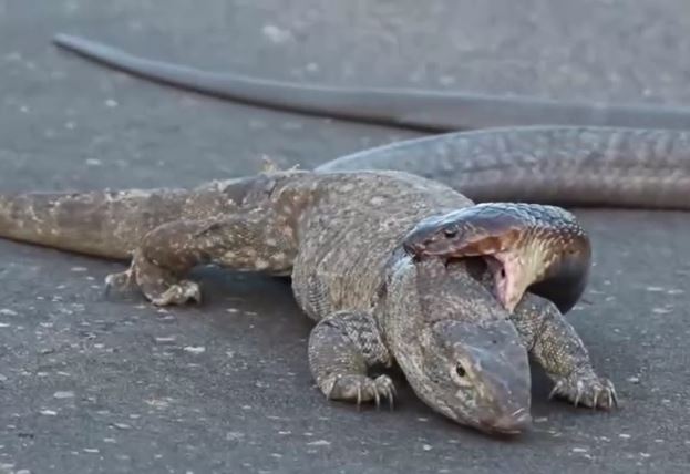CLIP: Kỳ đà bị rắn hổ mang cắn xé giữa đường và cái kết khó tin