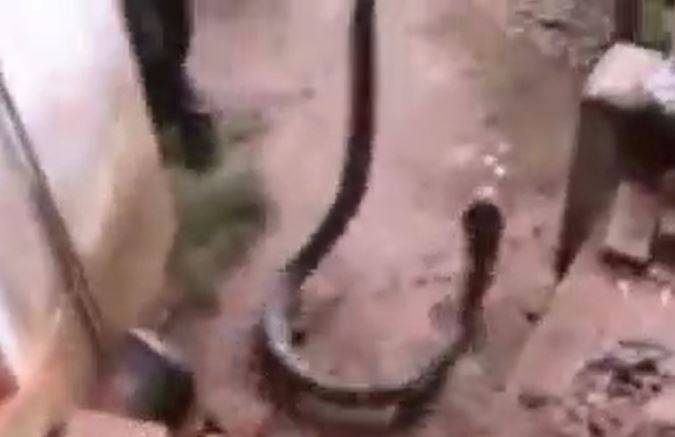 CLIP: Kinh hãi trước khoảnh khắc người đàn ông dùng tay không bắt sống rắn hổ mang chúa dài hơn 3 mét