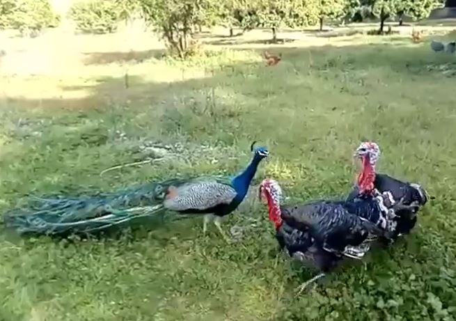 CLIP: Dại dột trêu chọc 2 con gà tây, chim công bị đánh cho tả tơi