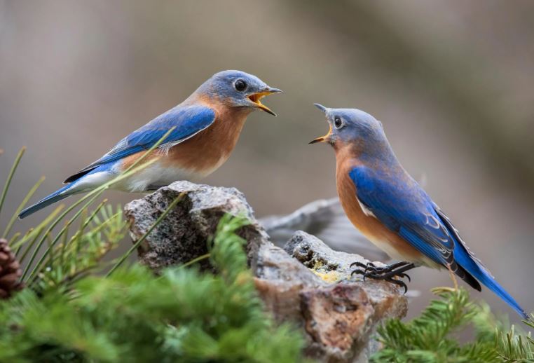 Nghiên cứu đột phá: Động vật cũng có thể hình thành tình bạn lâu dài như con người