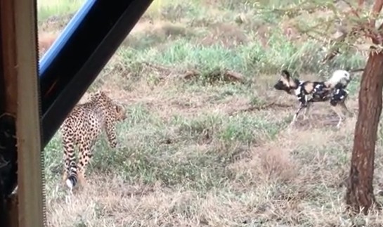 CLIP: Bầy chó hoang liều lĩnh cướp mồi báo săn và cái kết