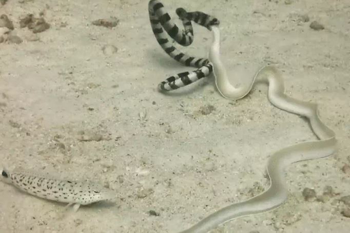 CLIP: Đi săn lươn bạch tạng, rắn cạp nia biển từ kẻ đi săn biến thành con mồi