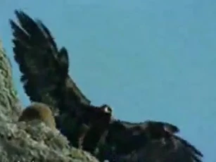 CLIP: Rợn người cảnh đại bàng hạ sát dê núi bằng cú rơi từ vách đá hàng chục mét