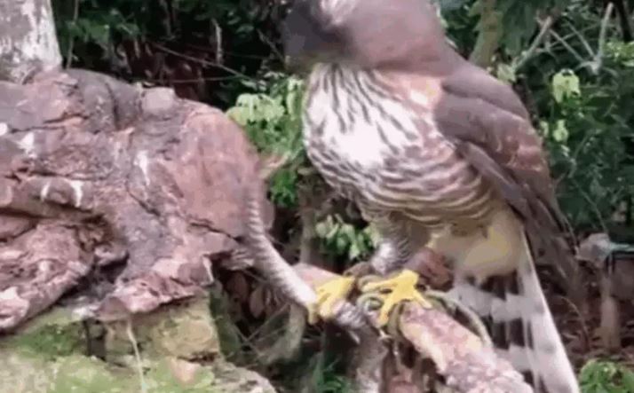 CLIP: Tử chiến với diều hâu, rắn độc bị đối thủ moi mắt