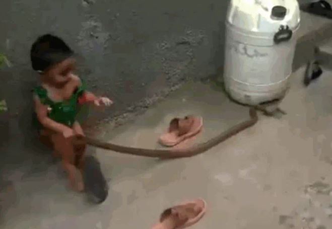 CLIP: Bé gái 2 tuổi tay dùng không bắt rắn và cái kết khiến người xem 'thót tim'