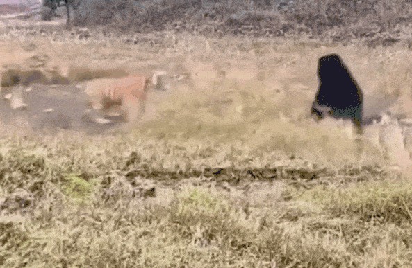 CLIP: Gấu đen dũng mãnh khiến hổ dữ phải tháo chạy