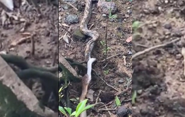 CLIP: Rắn hổ mang chúa nuốt chửng trăn gấm khổng lồ