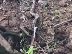 CLIP: Rắn hổ mang chúa nuốt chửng trăn gấm khổng lồ
