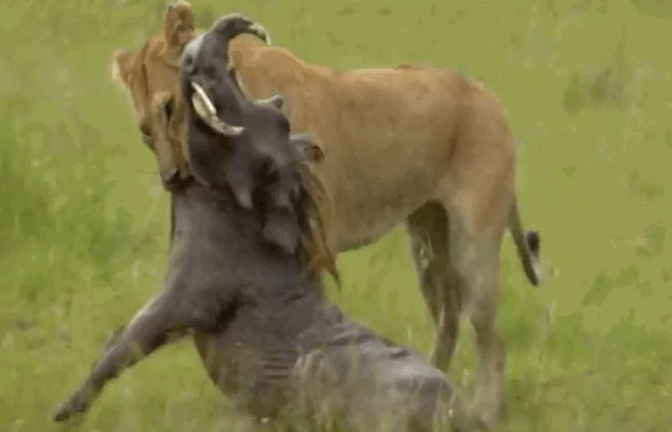CLIP: Sư tử mẹ phô diễn sức mạnh, thành công hạ gục lợn rừng 'khủng' trước mặt đàn con