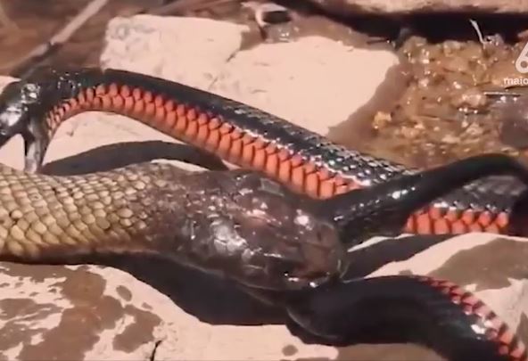 CLIP: Hổ mang chúa tung độc kích, hạ gục 'sát thủ đen'