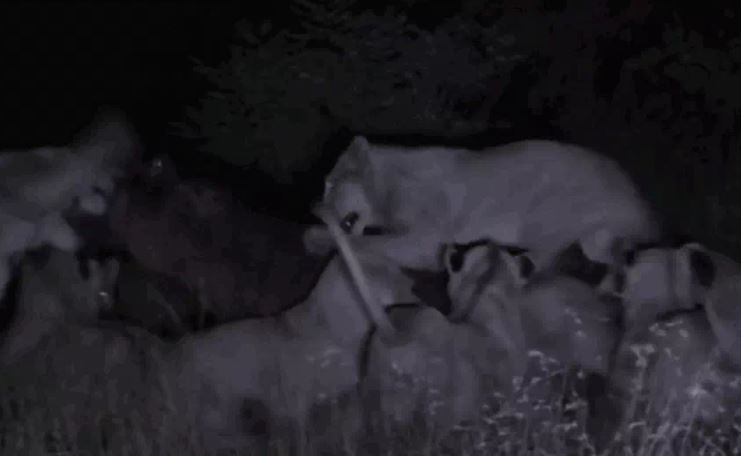 CLIP: Hà mã ngoạm nát đầu sư tử cái, thoát khỏi vòng vây của 26 con sư tử đói