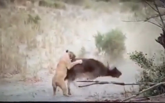 CLIP: Trâu rừng gục ngã dưới móng vuốt ba con sư tử