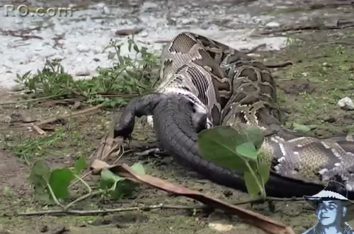CLIP: Chạm trán trăn khổng lồ, cá sấu caiman bị kẻ thù nuốt chửng