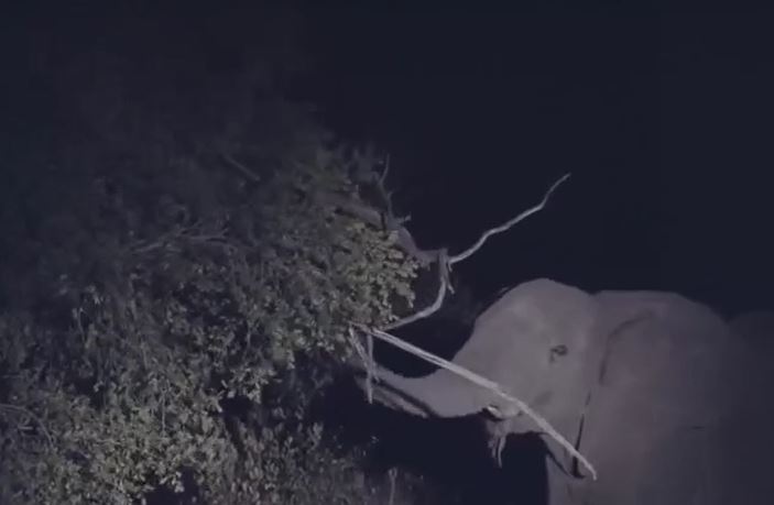 CLIP: Voi rừng nổi điên rung cây dọa báo hoa mai, linh cẩu tranh thủ trục lợi giữa đêm khuya